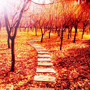 免费国产阿v视频在线观看
